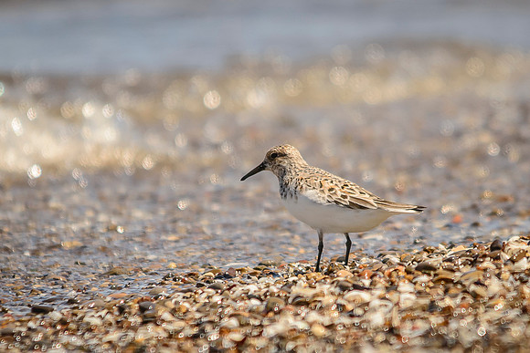 Sanderling; Magee Marsh, Ohio