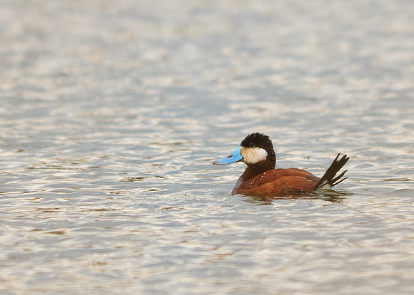 Ruddy Duck; Killdeer Plains Wildlife Area, Harpster Ohio