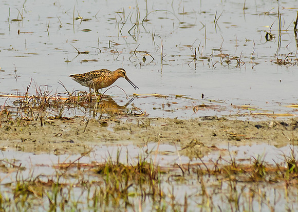 Short-billed Dowitcher