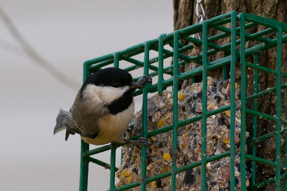 Black-capped Chickadee