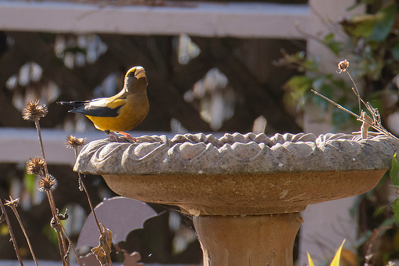 Evening Grosbeak