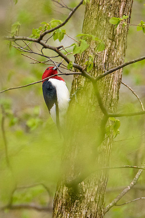 Red-headed Woodpecker
