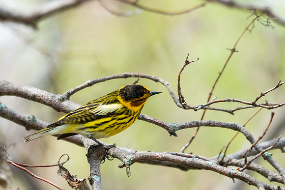Cape May Warbler