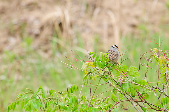 White-crowned Sparrow