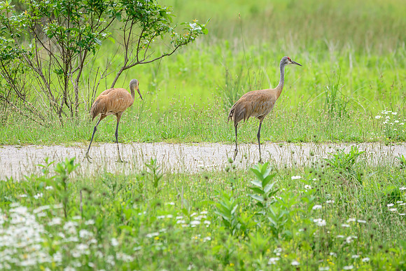 Sandhill Crane Pair