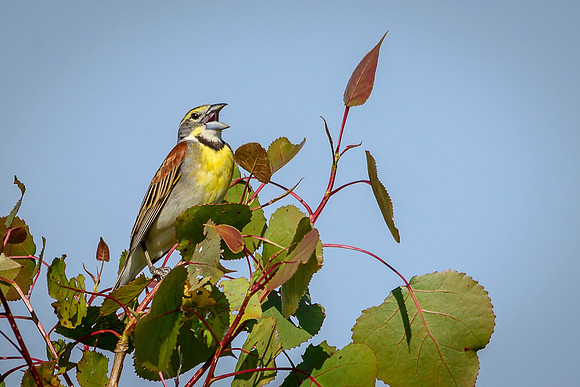 Dickcissel