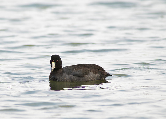 American Coot, Big Island Wildlife Area, Marion Ohio