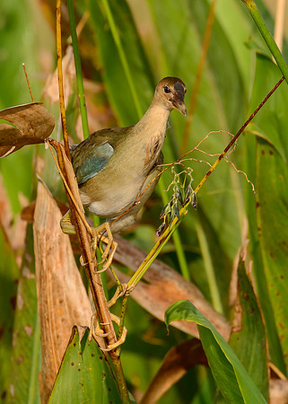 Purple Galanule