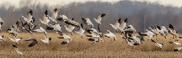 Mixed Winter Geese Take Off