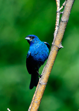 Indigo Bunting