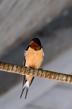 Barn Swallow
