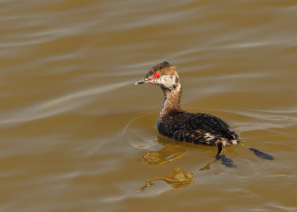 Horned Grebe, Hoover Resivoir, Westerville Ohio