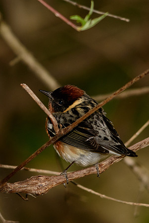 Bay-breasted Warbler