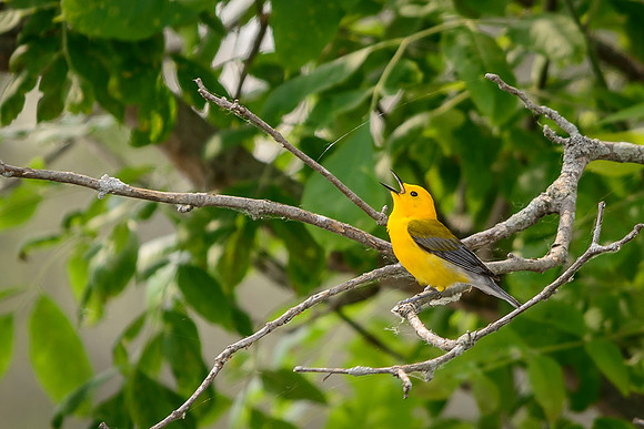 Prothonotary Warbler
