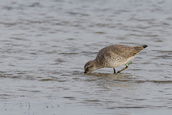 Red Knot