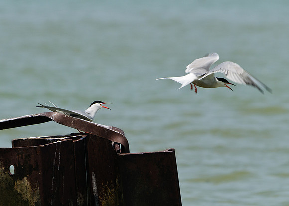 Common Tern ; Magee Marsh, Lake Erie OH