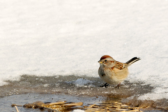 American Tree Sparrow