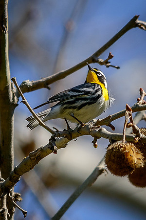 Yellow-throated Warbler