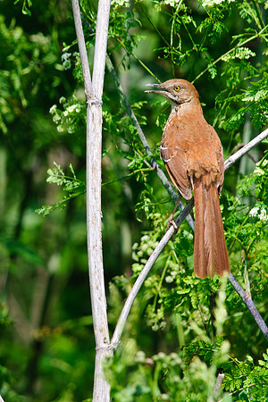 Brown Thrasher; Ohio
