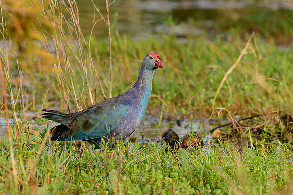 Grey-headed Swamphen