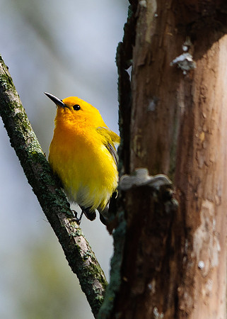 Prothonotary Warbler Big Island Wildlife Area, Marion OH