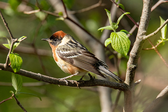 Bay-breasted Warbler