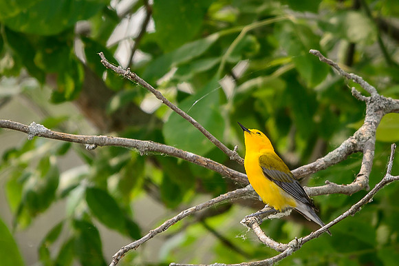 Prothonotary Warbler