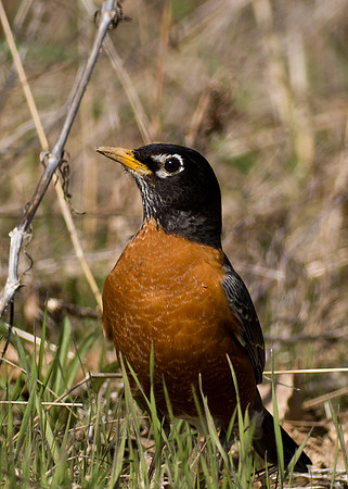 Robin