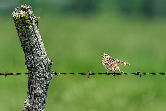 Savannah Sparrow