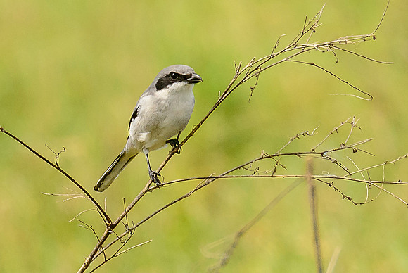 Loggerhead Shrike