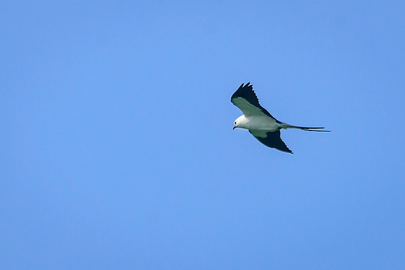 Swallow-tailed Kite
