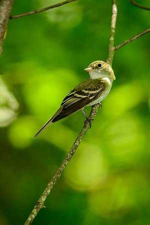 Acadian Flycatcher; Lawrence Woods, Kenton OH