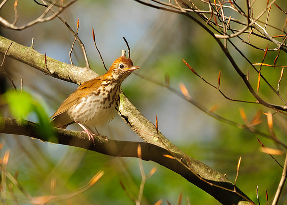 Wood Thrush; Lawrence Woods, Kenton  OH