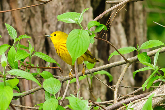 Yellow Warbler ; Magee Marsh, Lake Erie OH