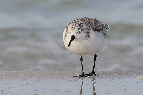 Sanderling
