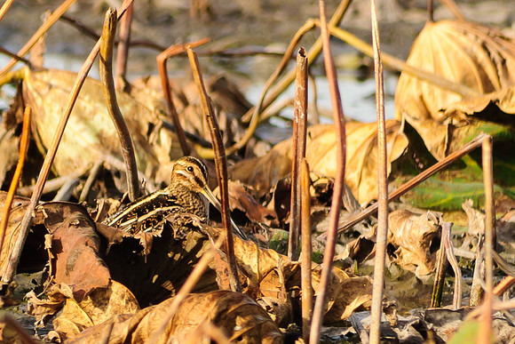 Wilson's Snipe, Killdeer Plains Wildlife Area, Meeker, Ohio