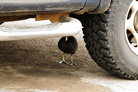 American Coot; Wal-Mart parking lot, Kenton OH