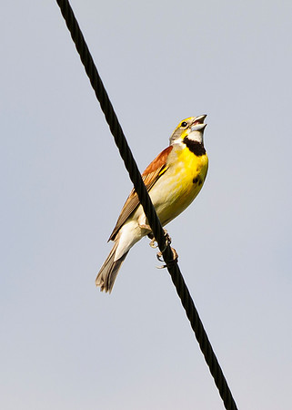 Dickcissel