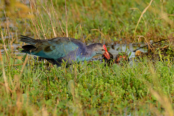 Grey-headed Swamphen