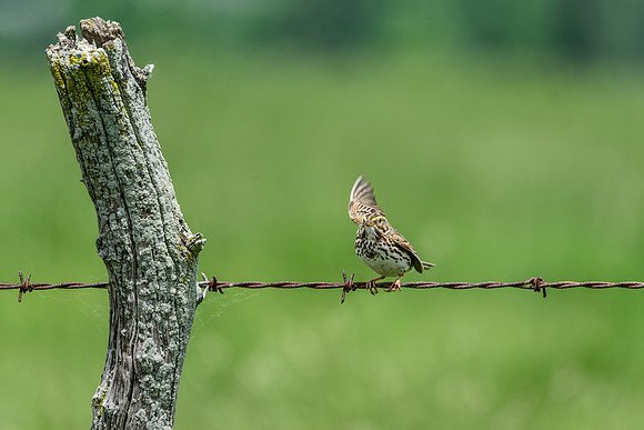 Savannah Sparrow