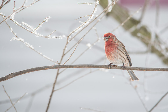 House Finch