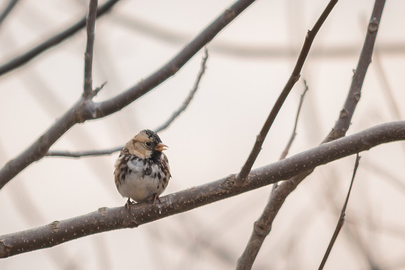 Harris's Sparrow