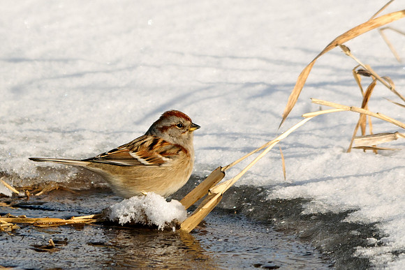 American Tree Sparrow