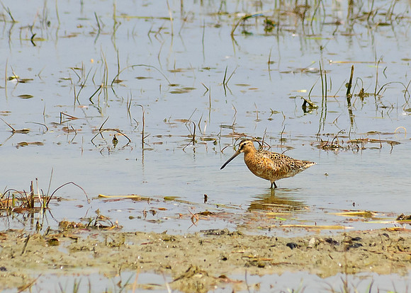 Short-billed Dowitcher