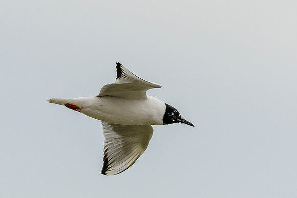 Bonaparte's Gull