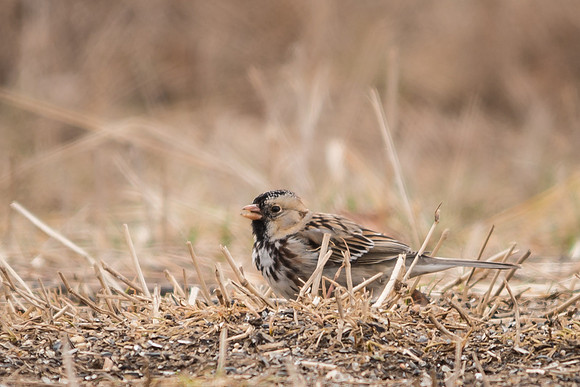 Harris's Sparrow