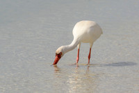 White Ibis