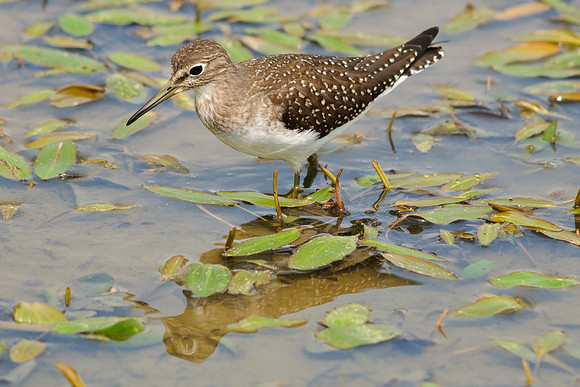 Solitary Sandpiper