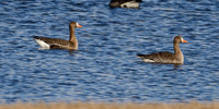 Winter Geese
