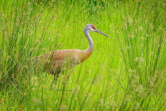 Male Sandhill Crane